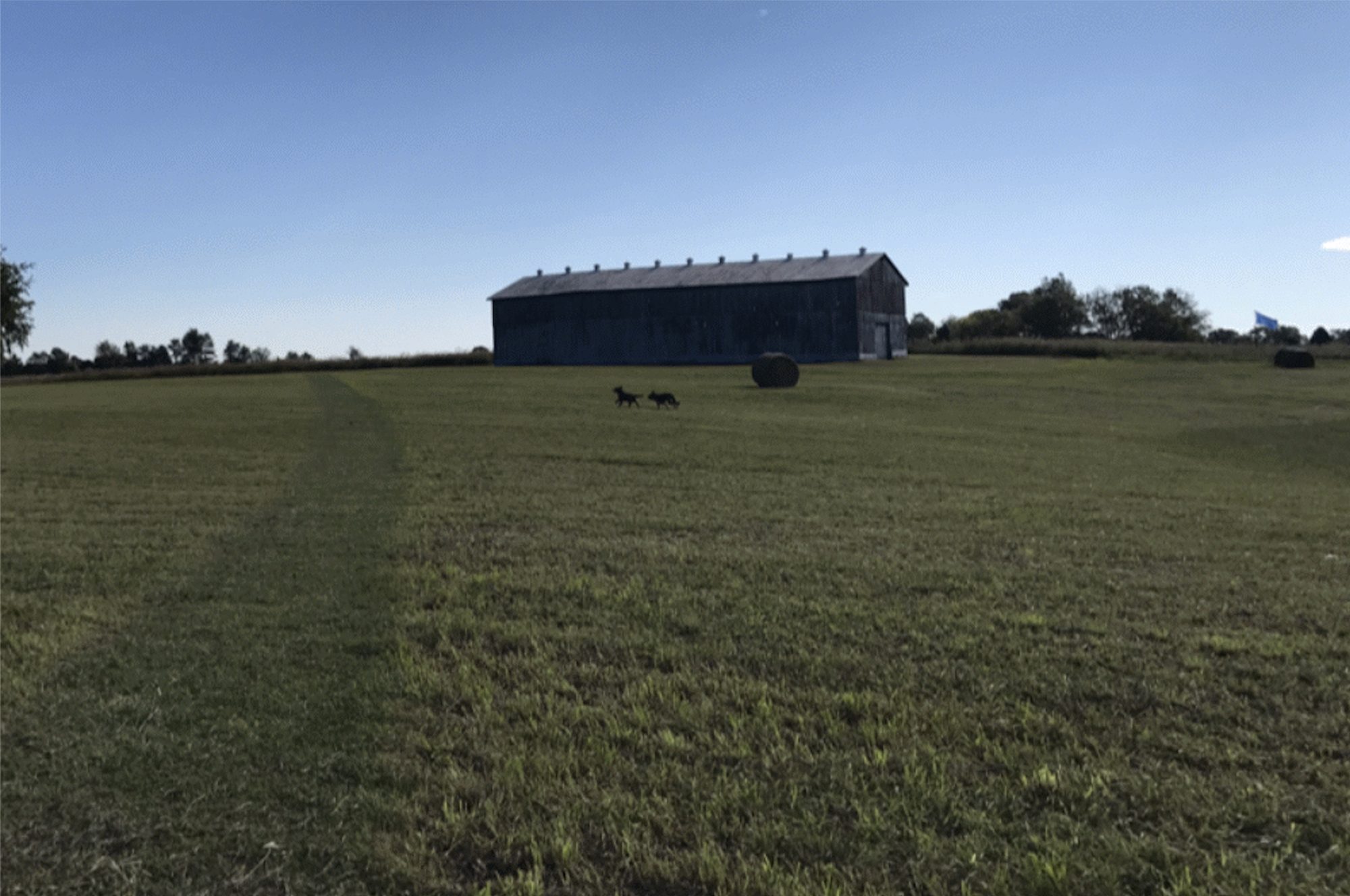 Our goldens running across a field toward the barn