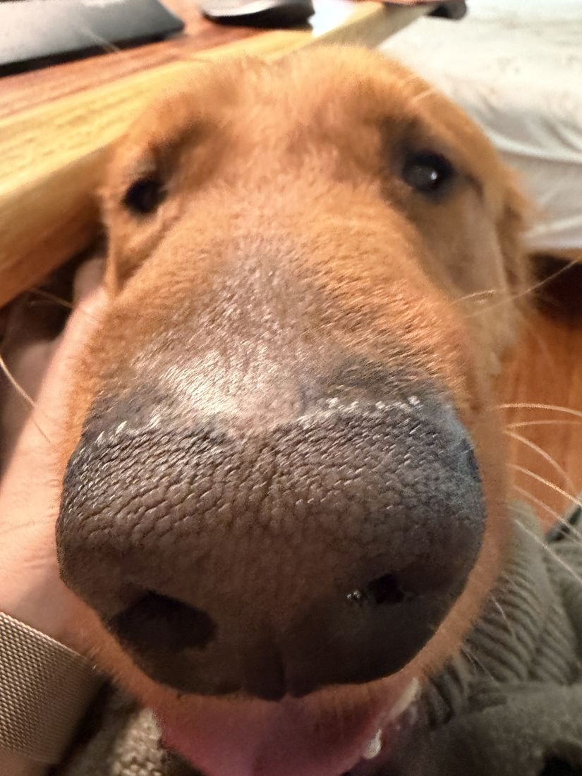 Prescott's nose up close