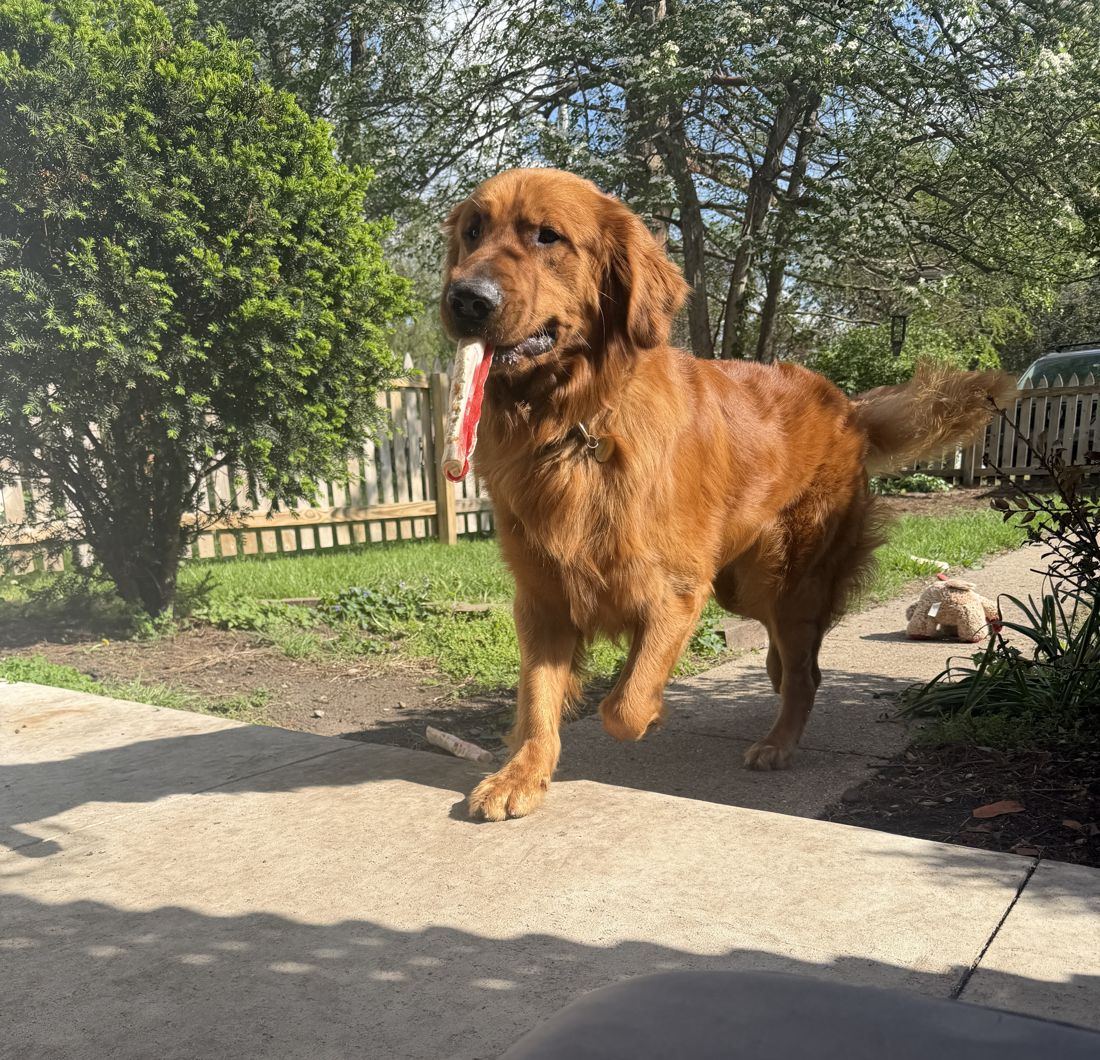 Prescott in the yard