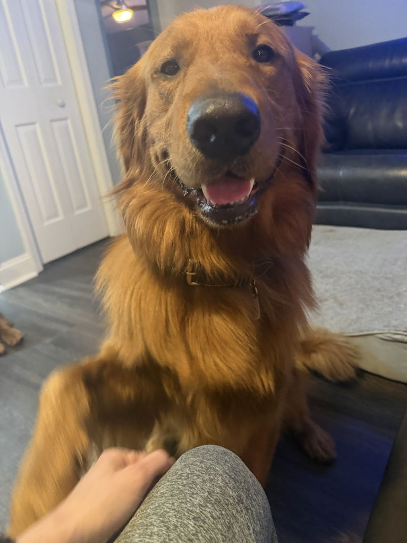 Prescott leaning in for attention