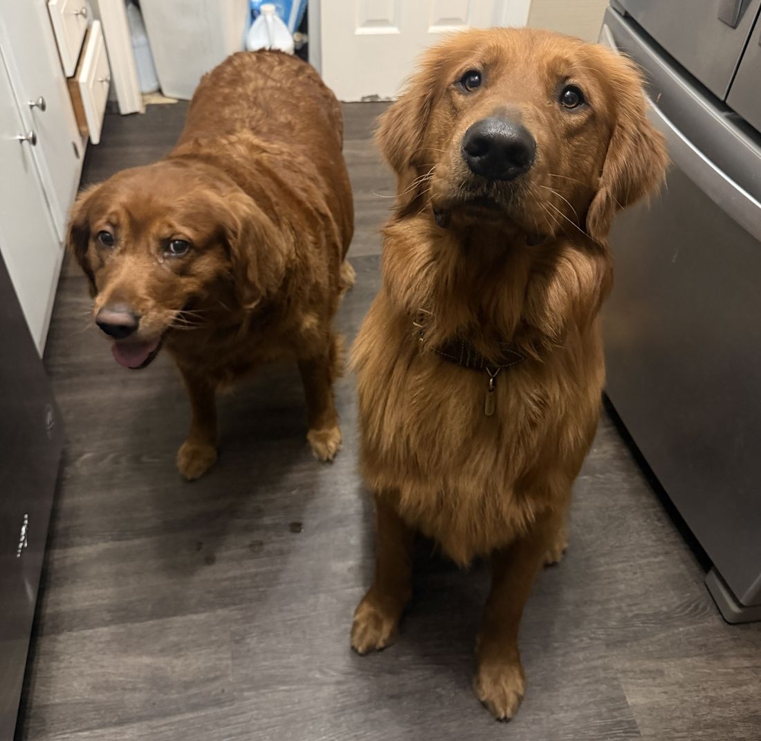 Prescott with a buddy in the kitchen