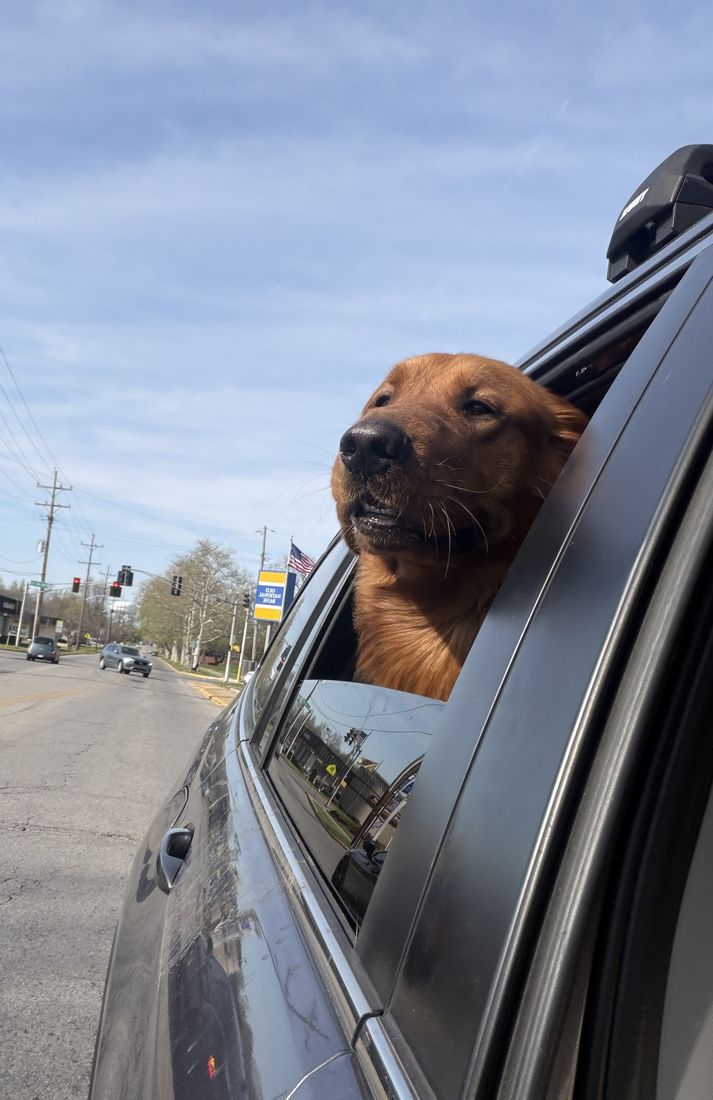 Prescott enjoying the breeze from the car