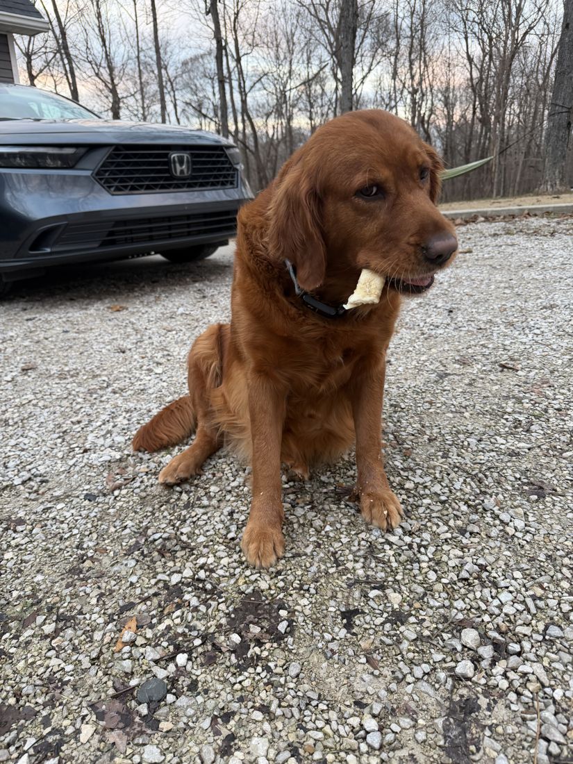 Shelby with a bone on the gravel drive