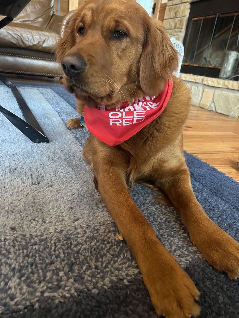 Shelby in a red bandana
