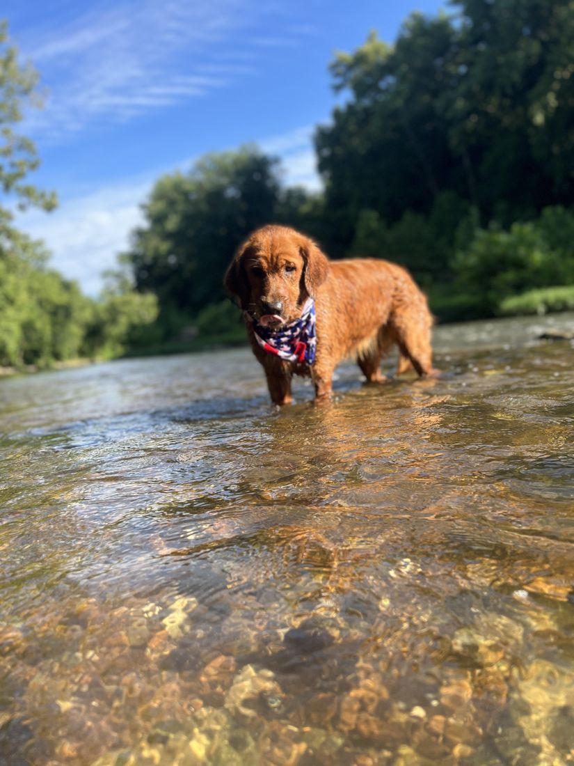 Shelby standing in a clear river