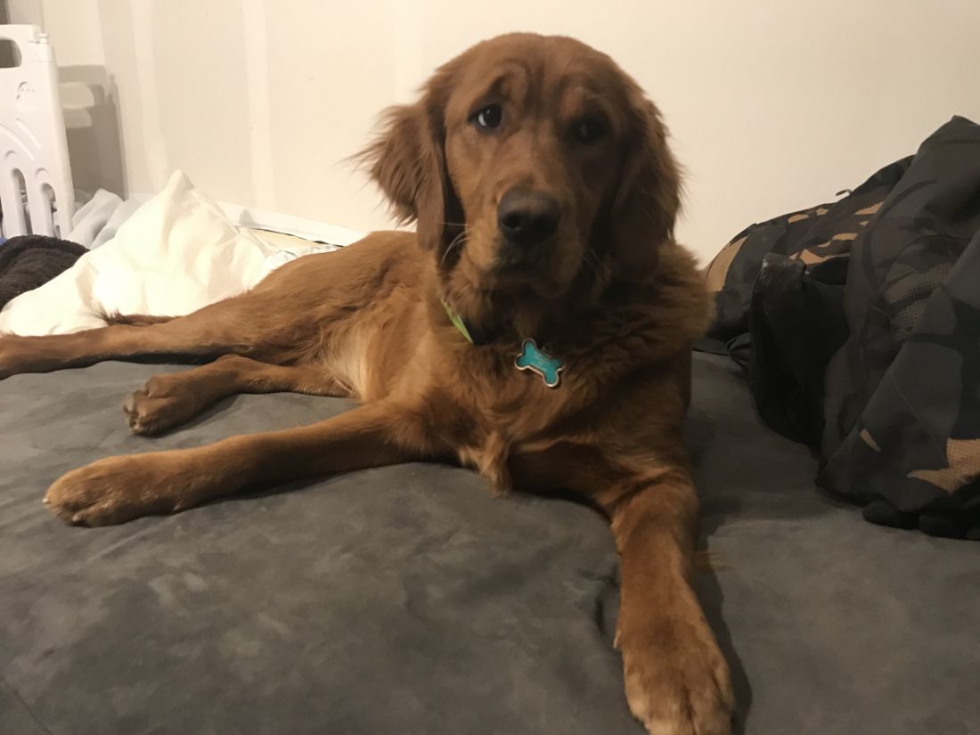 Shelby relaxing on her bed