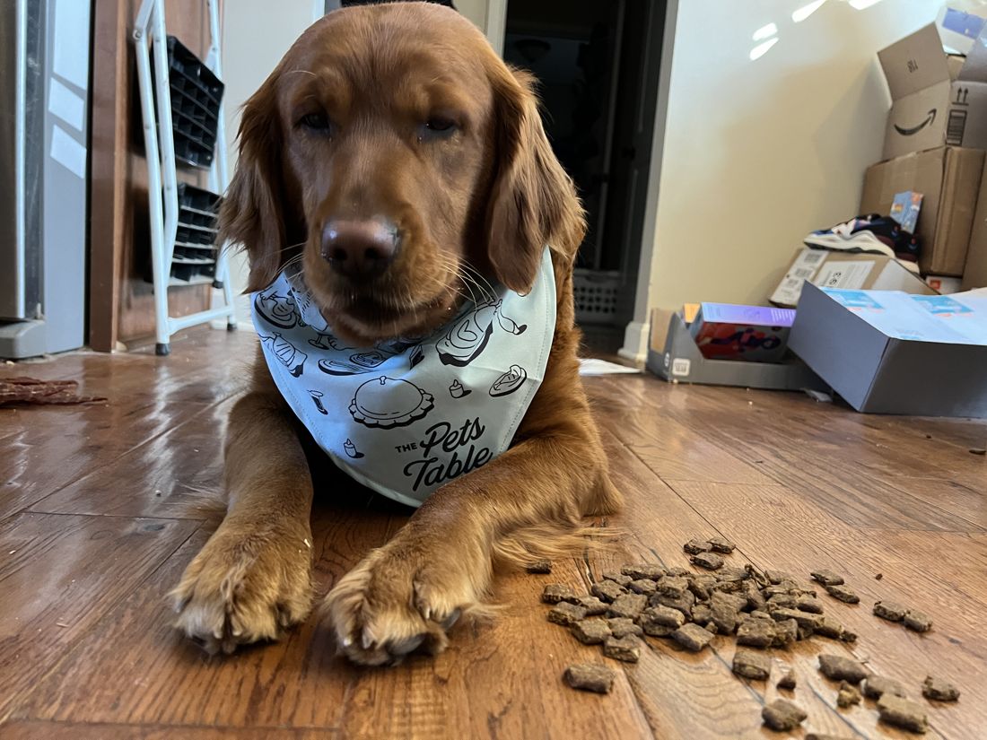 Shelby in a bandana with her kibble