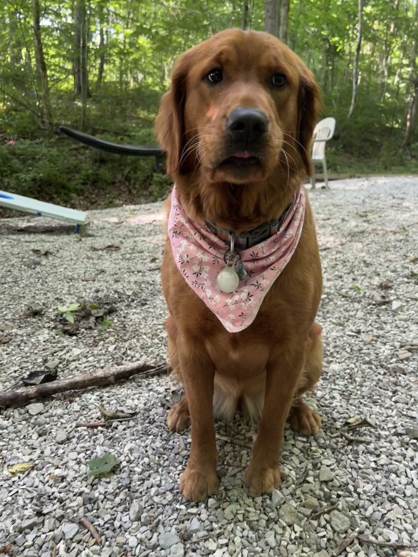 Shelby in a pink bandana in the woods