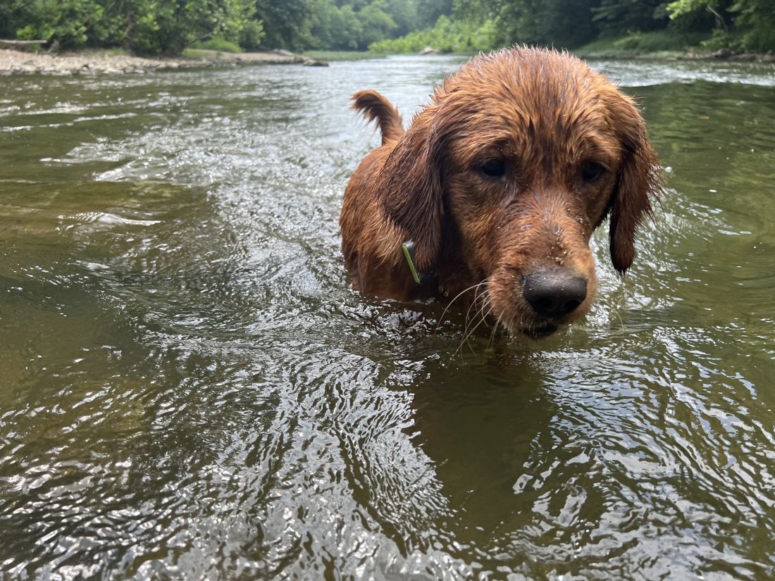 Shelby wading in the river