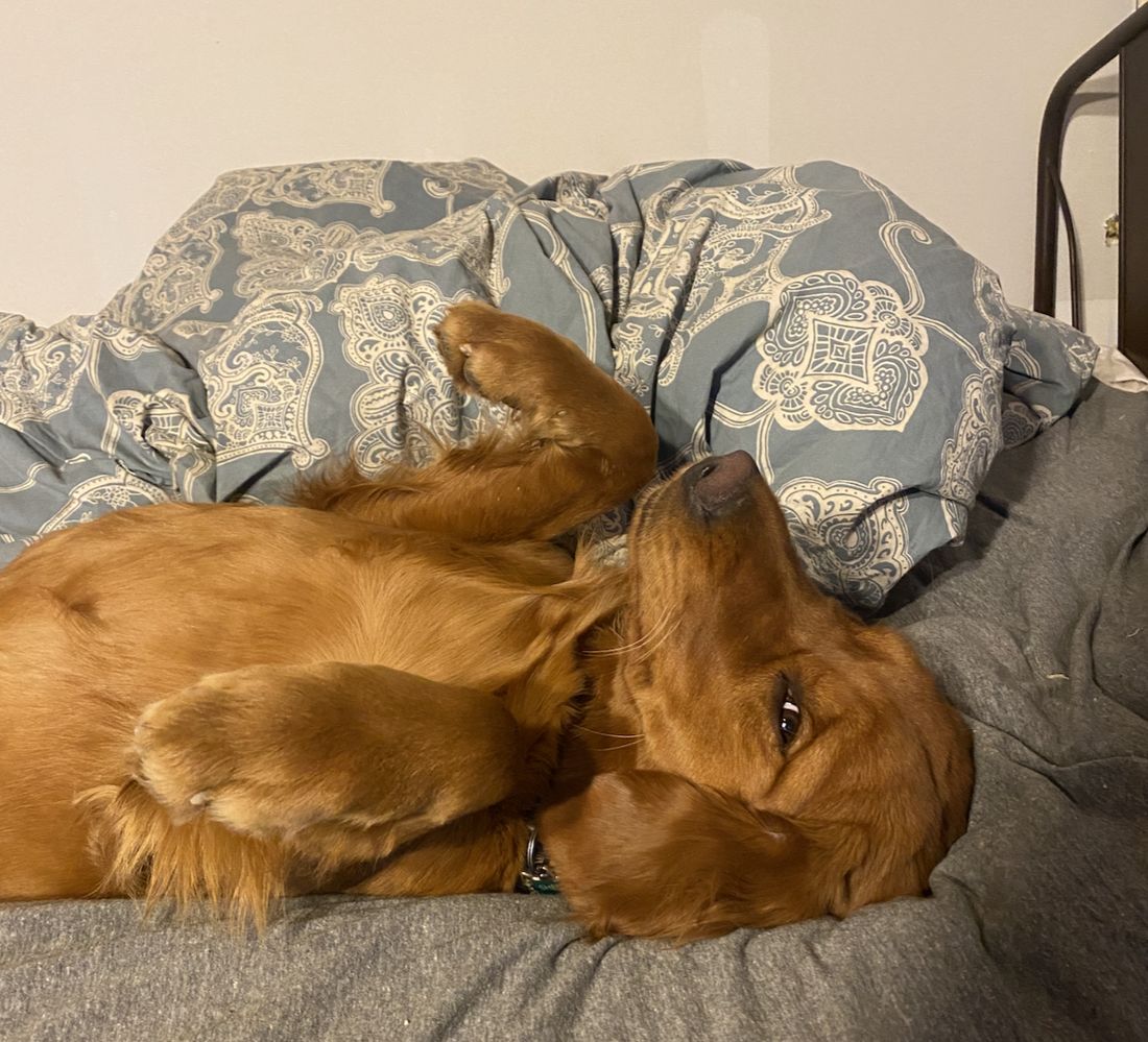 Shelby stretched out for a nap