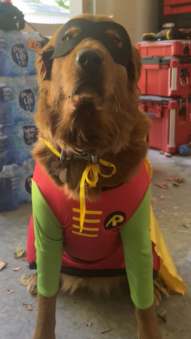 Shelby dressed as Robin