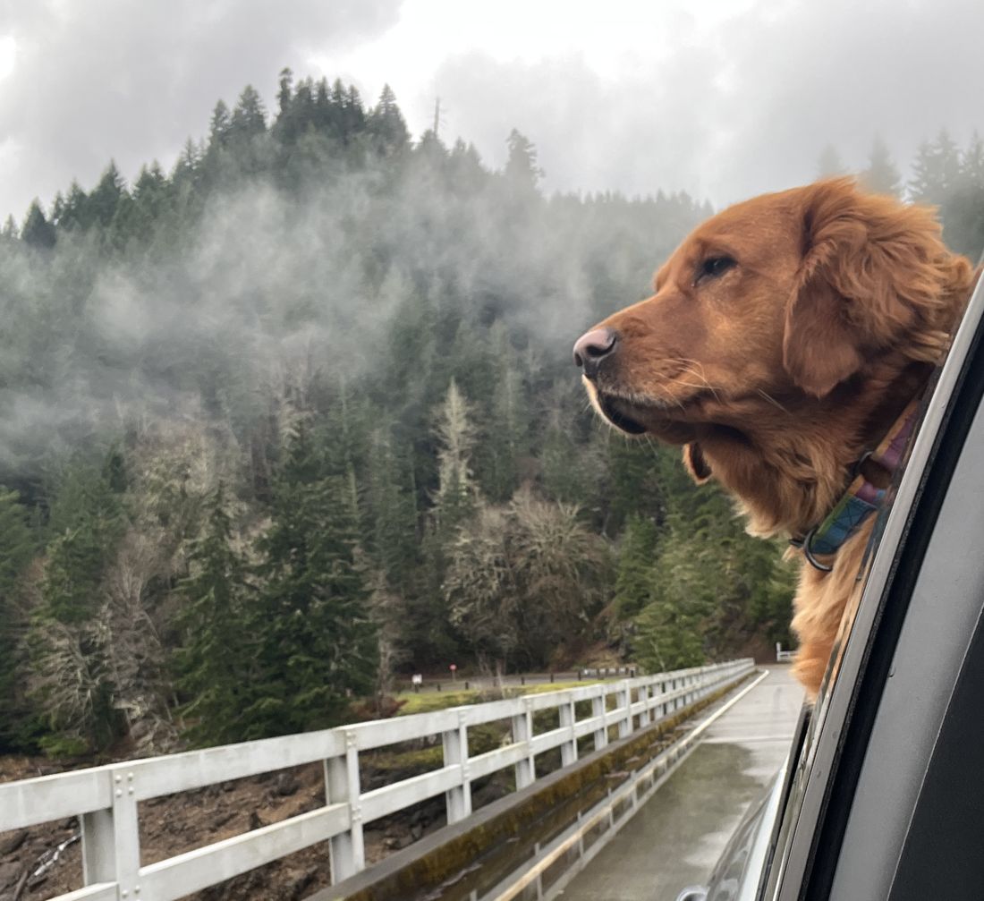 Shelby looking out over misty hills