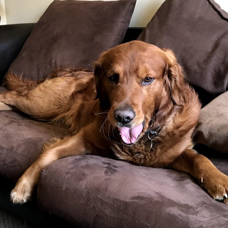 Opie lounging on the couch