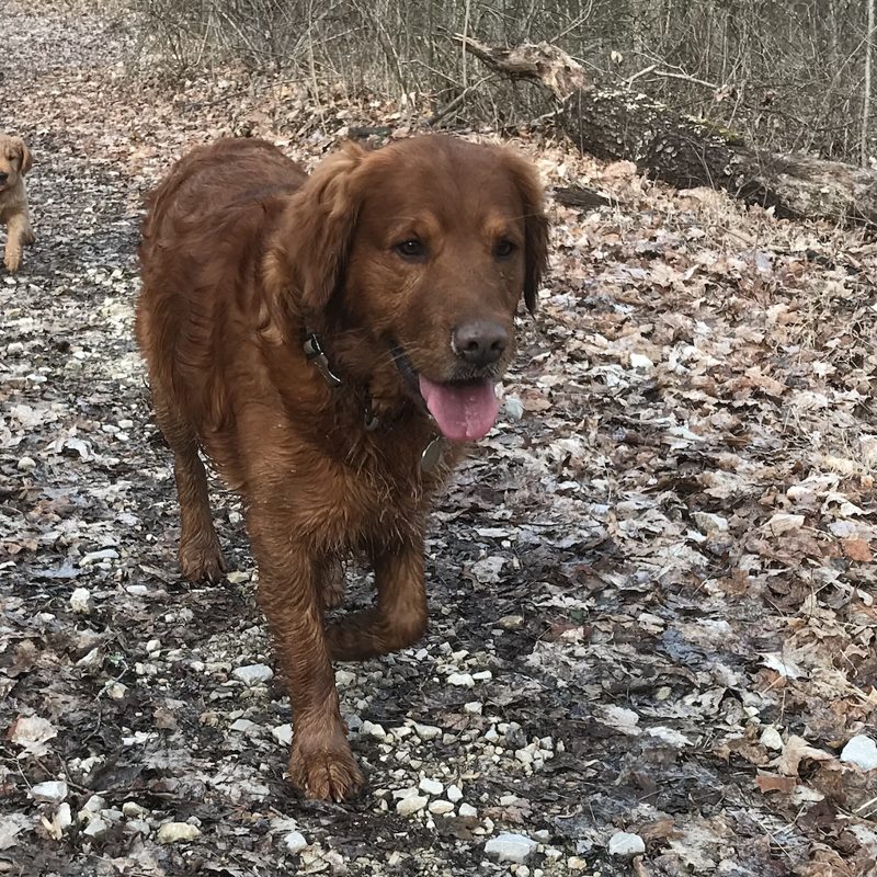 Opie on a muddy woodland trail