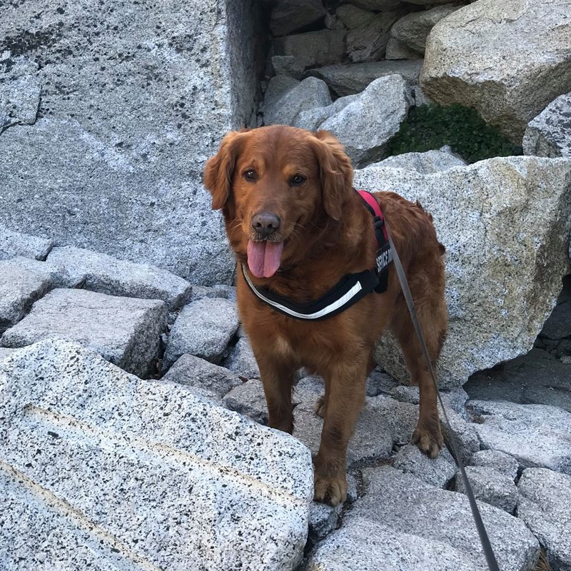 Opie on a rocky hike