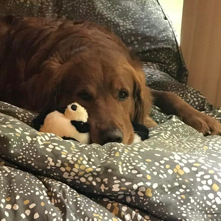 Opie snuggled up with his panda