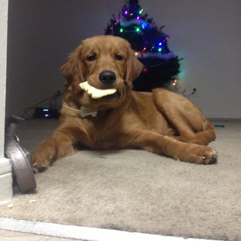 Young Opie with a Christmas cookie