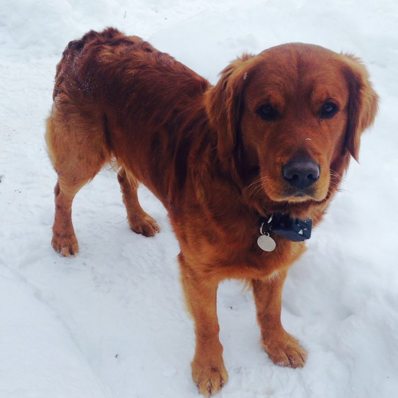 Opie in the snow