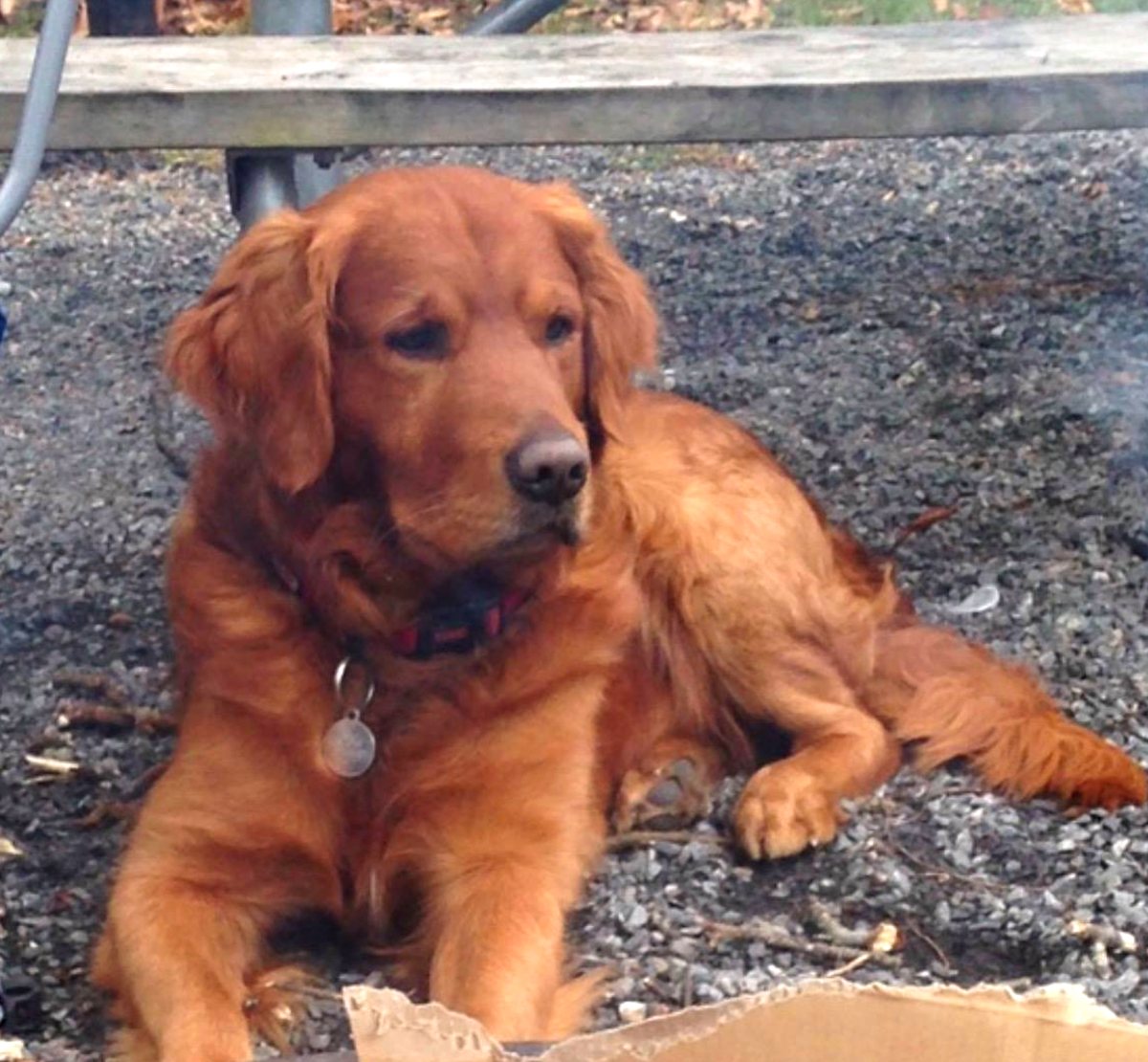 Opie lying in the gravel at a campsite