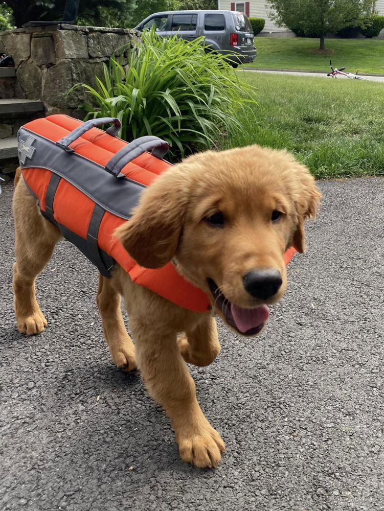 Puppy in an orange life jacket