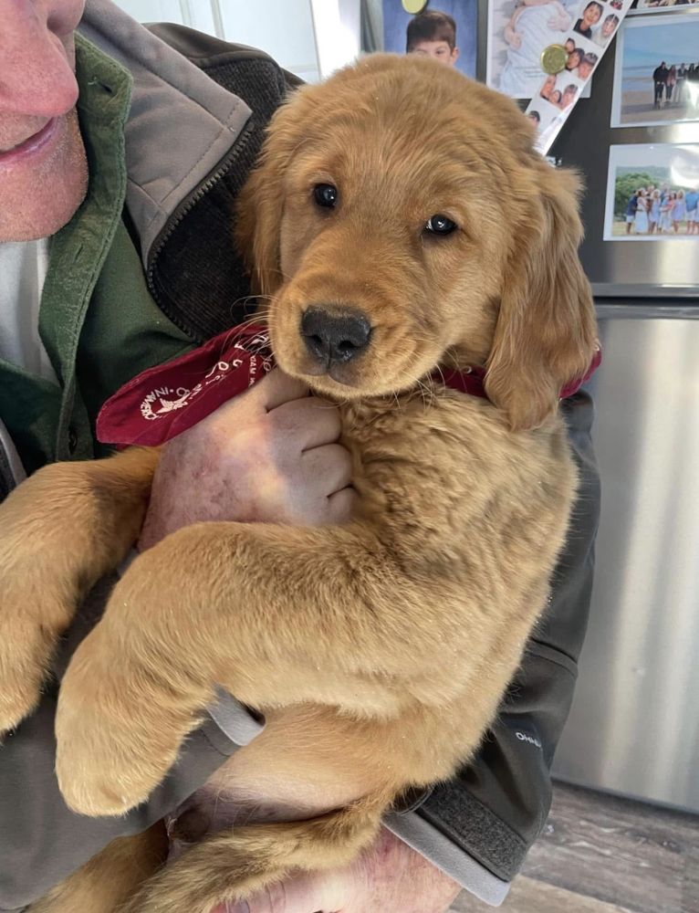 Puppy in a red bandana, held in someone's arms
