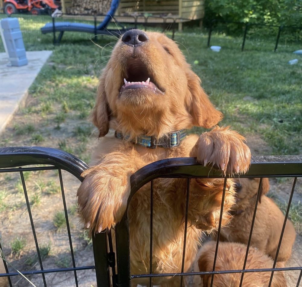 Puppy peeking over the puppy pen