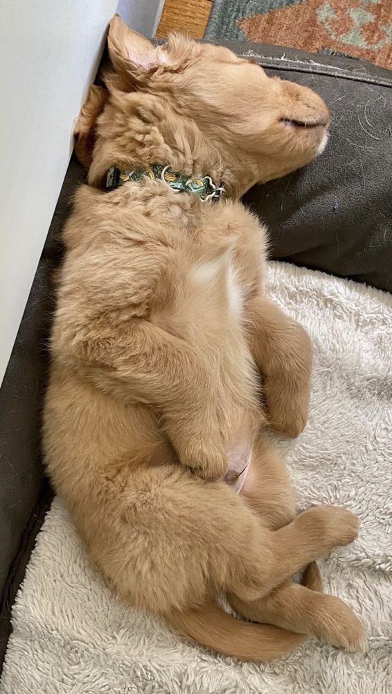 Puppy fast asleep on its back