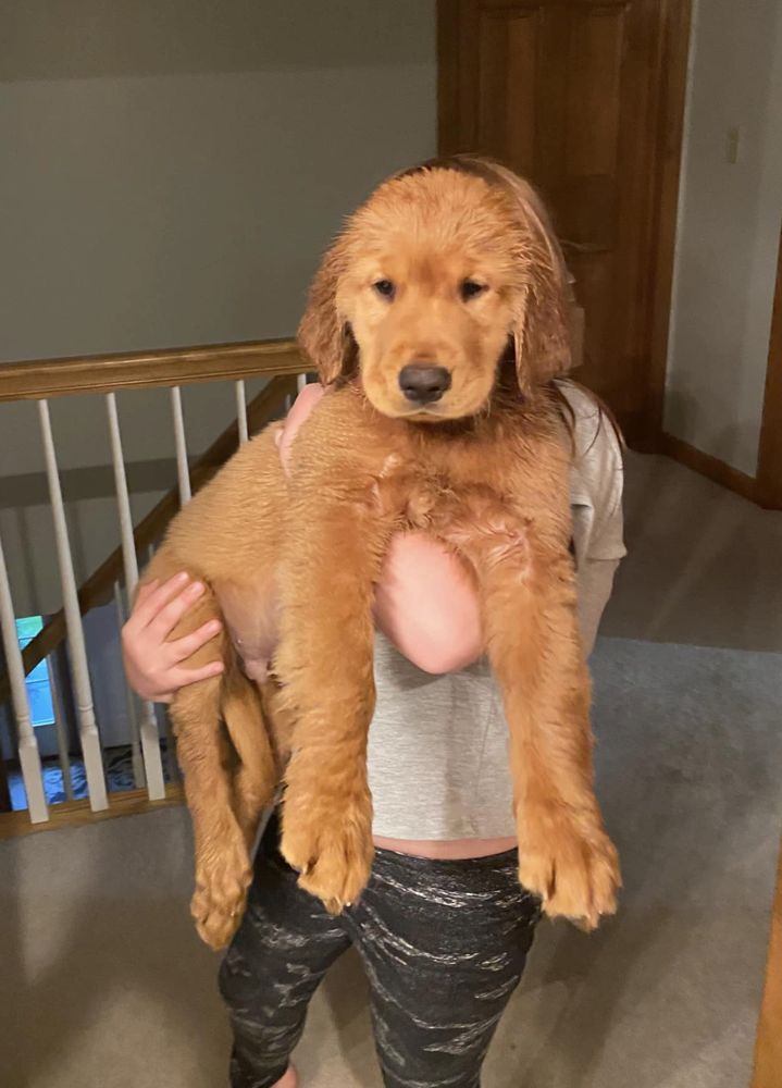 Puppy held up after a bath