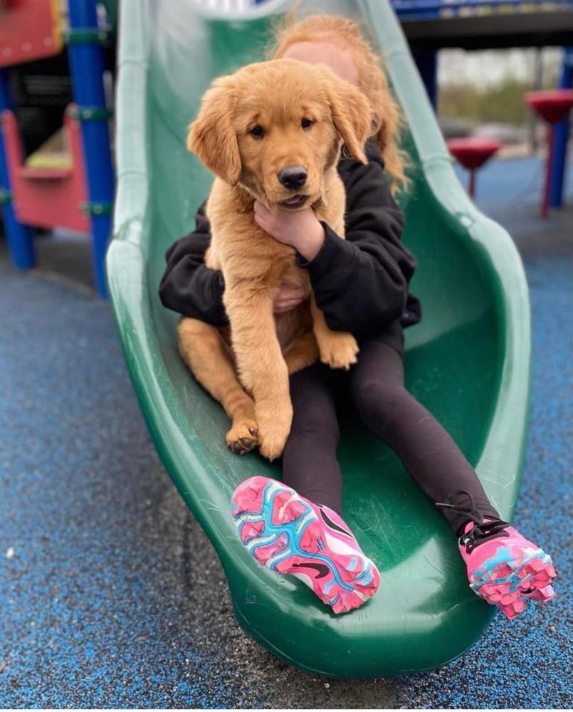 Puppy on a playground slide