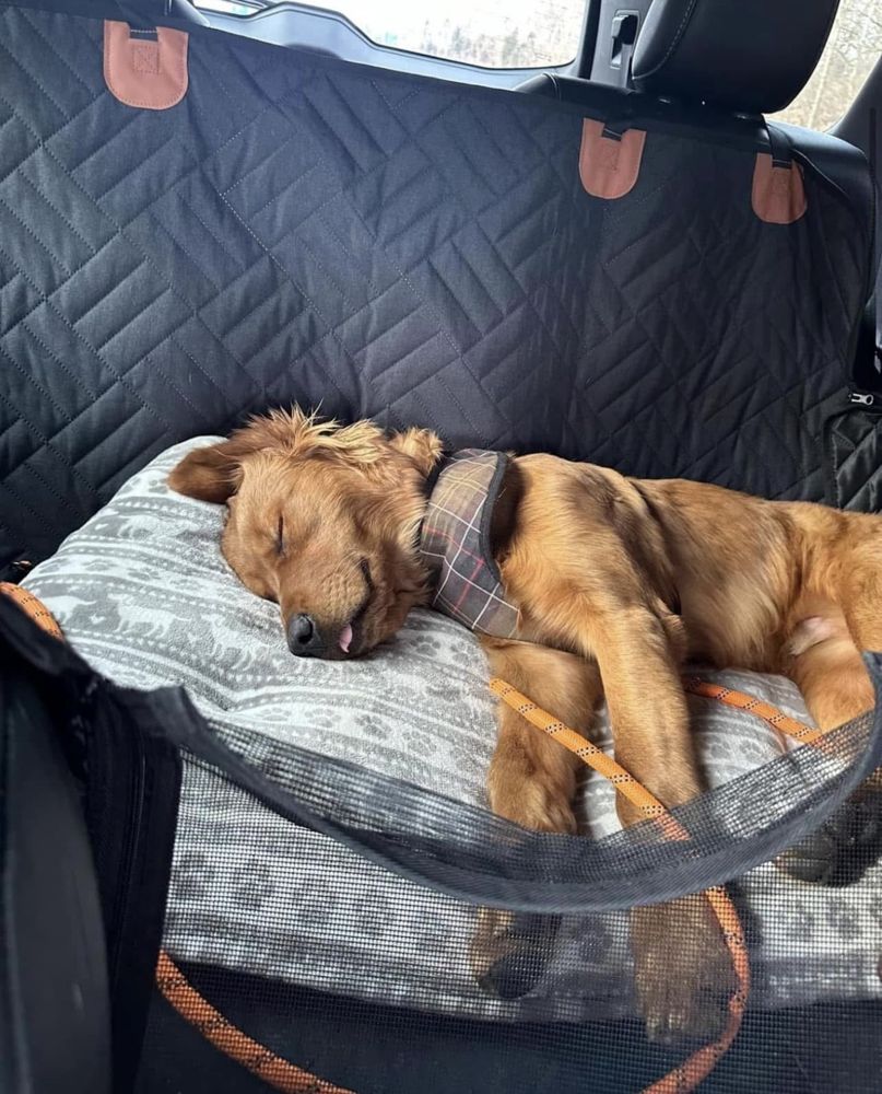 Puppy napping in the back seat