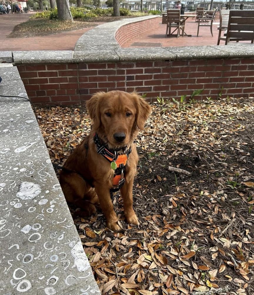 Young golden sitting in fallen leaves
