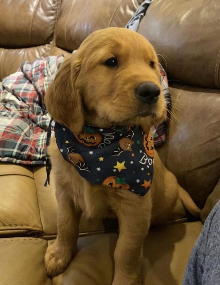 Puppy in a Halloween bandana