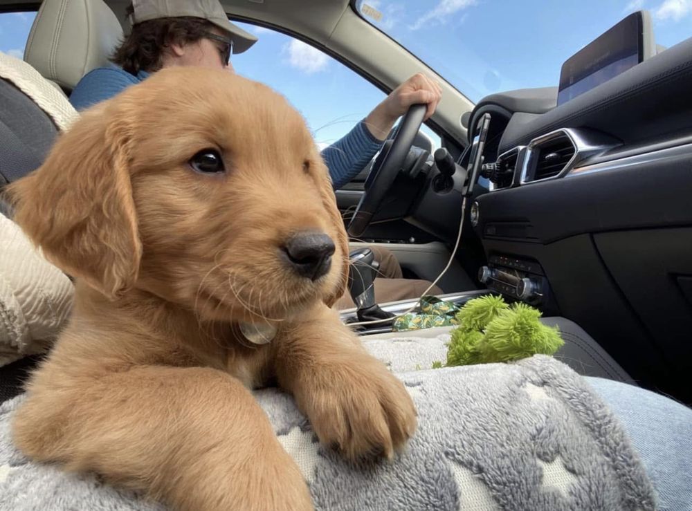 Puppy riding along in the car