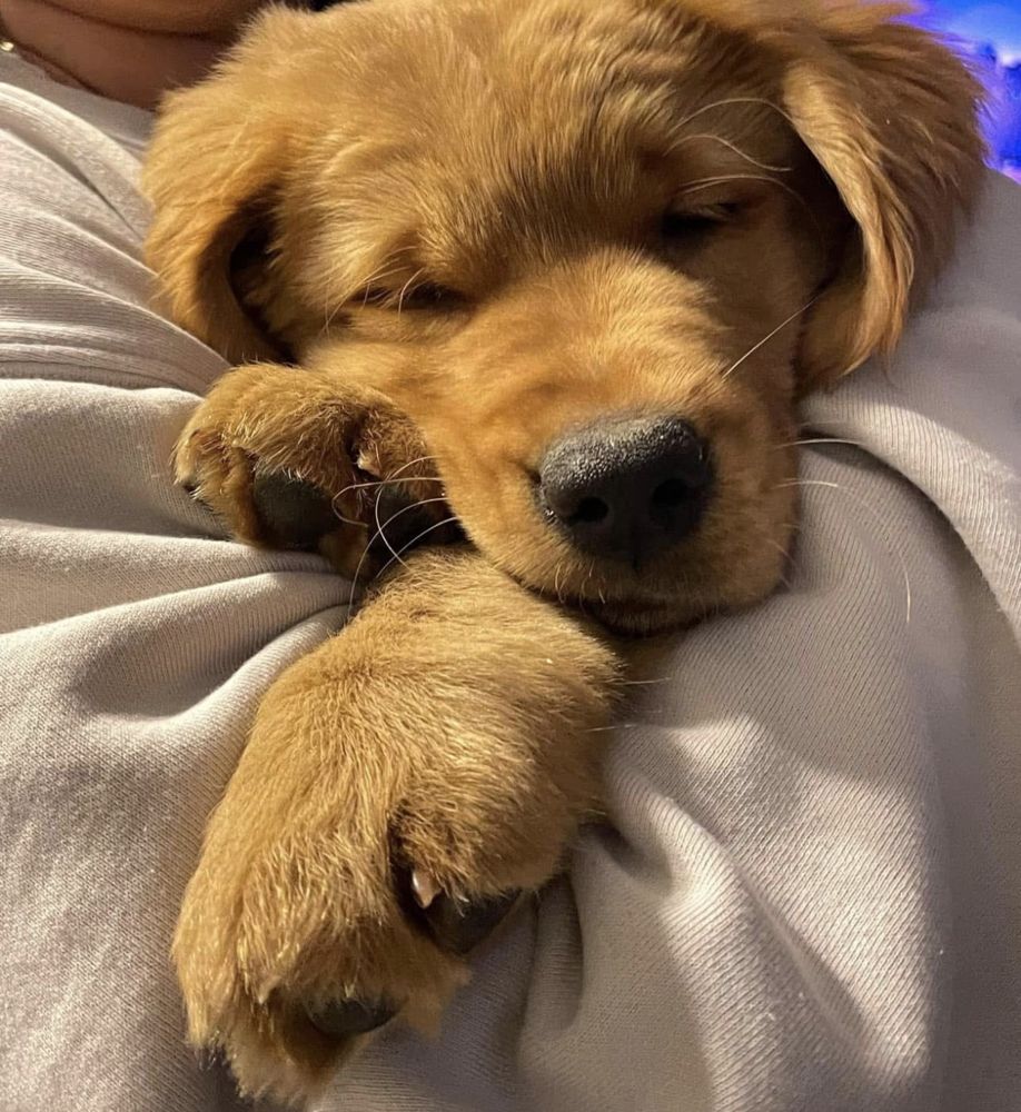 Sleepy puppy close-up