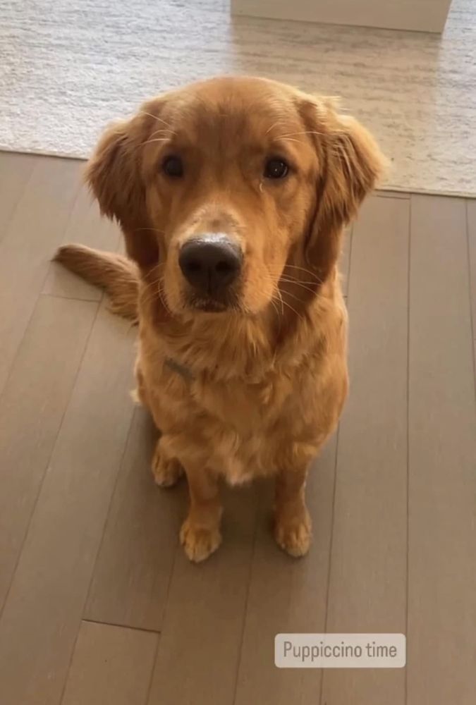 Grown golden waiting for a puppuccino