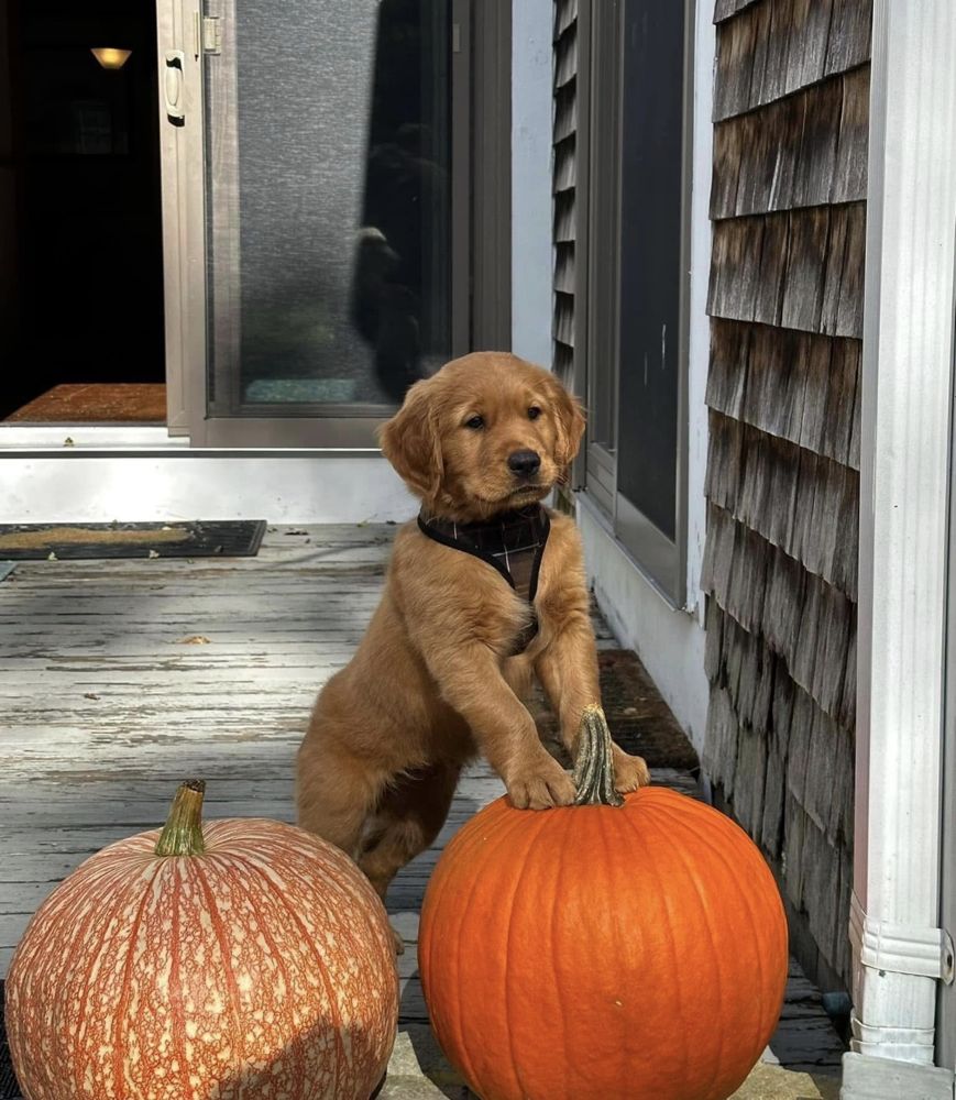 Puppy with fall pumpkins
