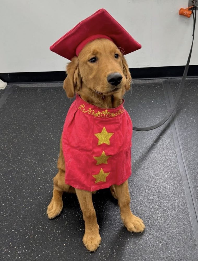 Golden in a graduation cap