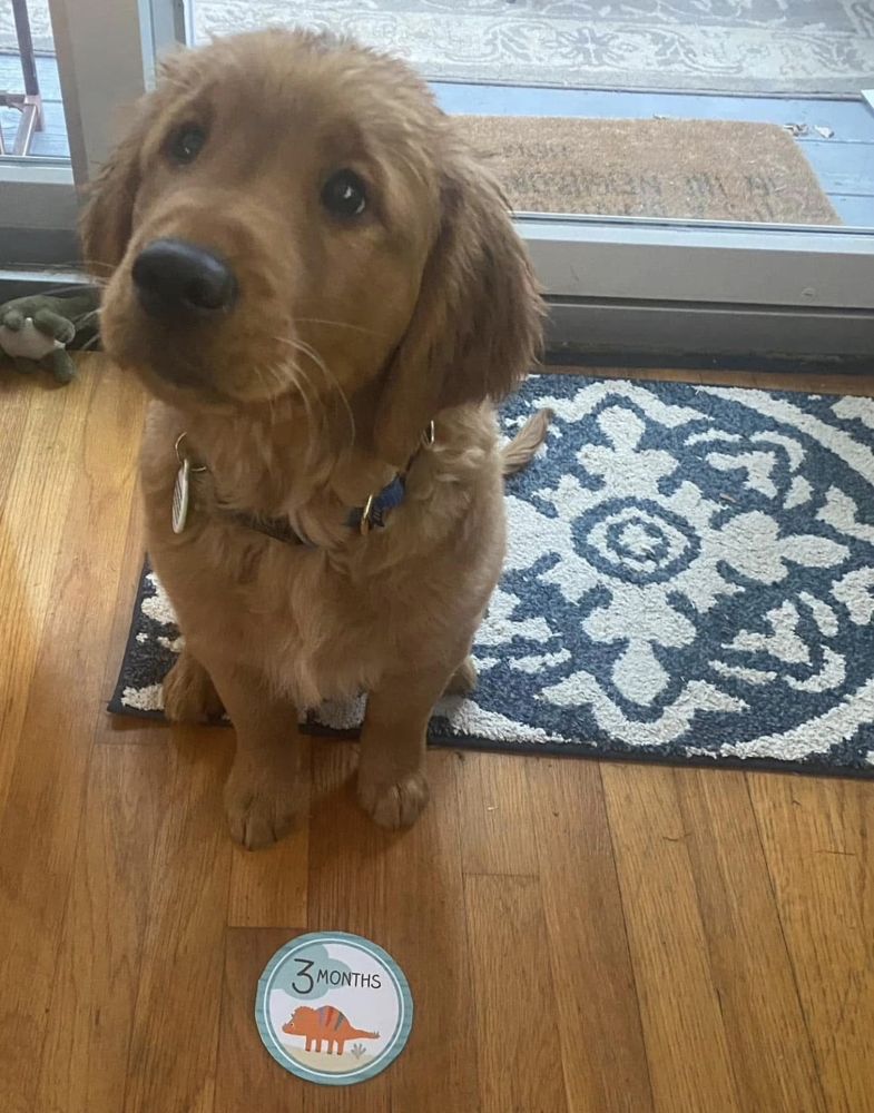 Puppy at 3 months