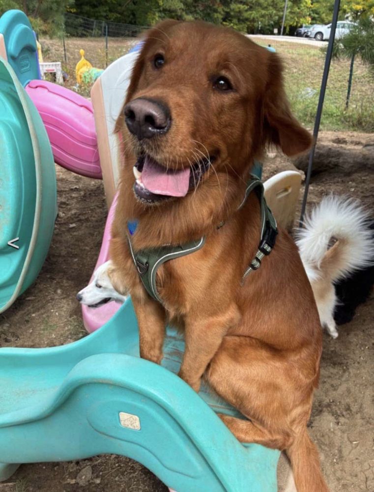 Grown golden on the playground