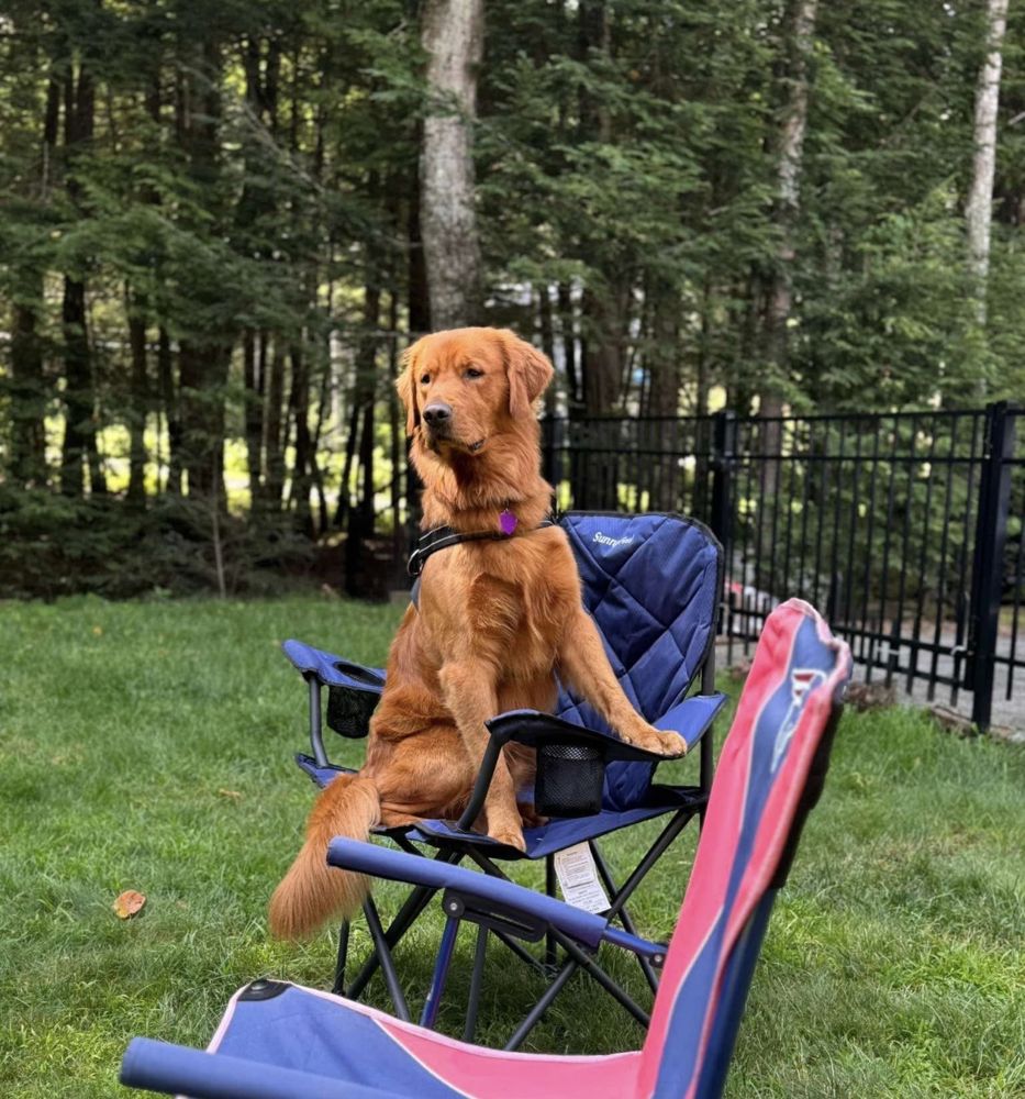 Grown golden on a camp chair