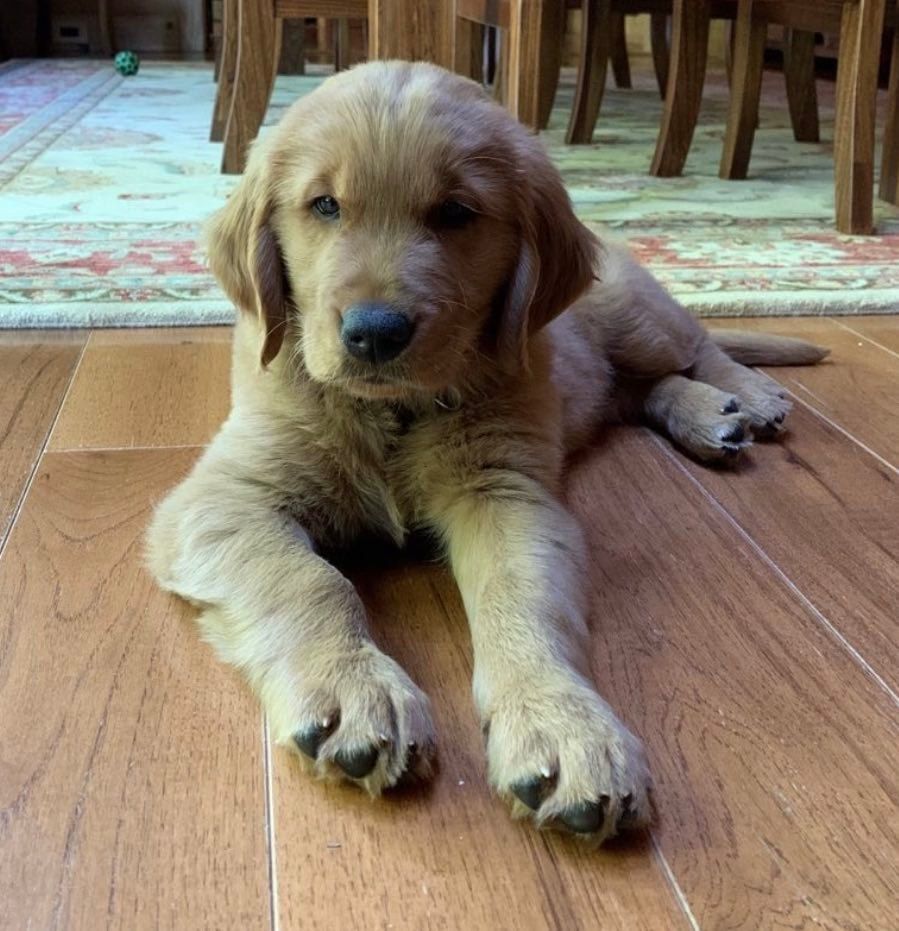 Puppy lying on a wood floor