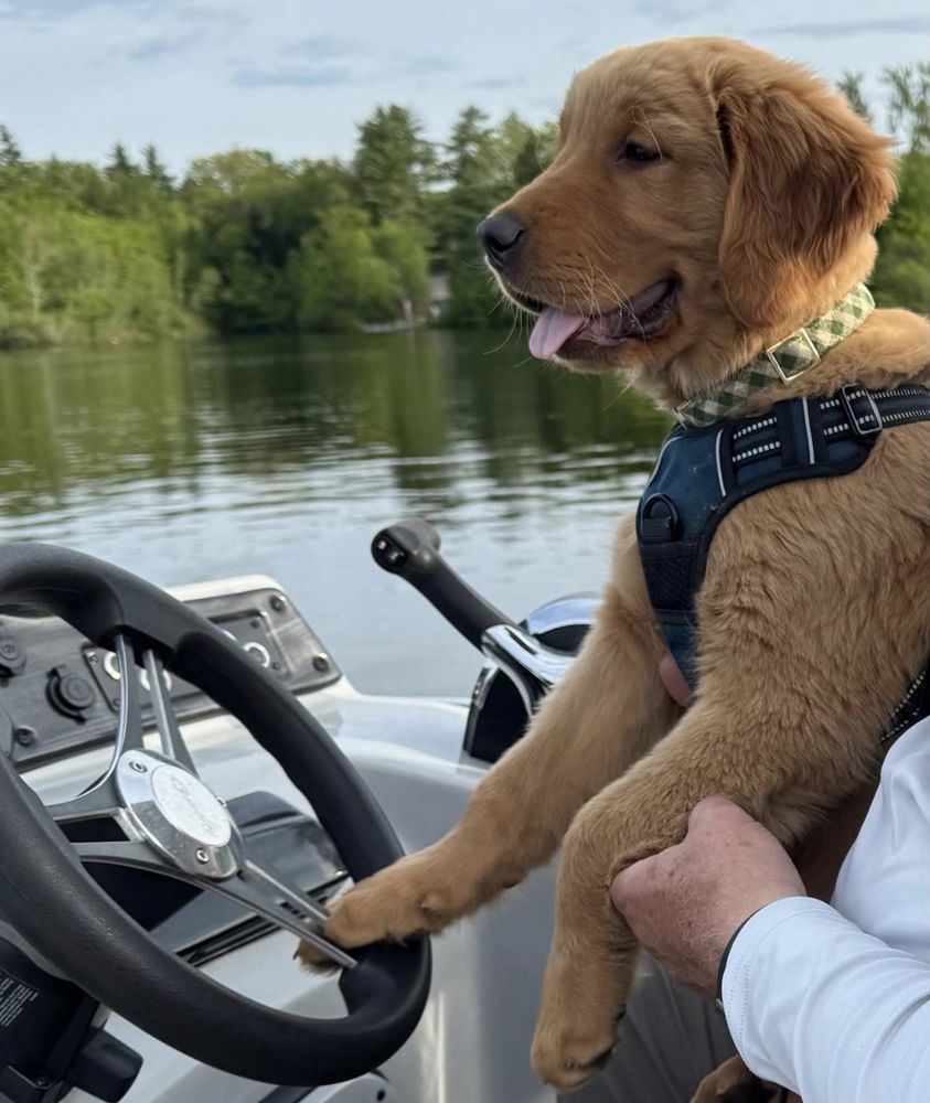 Puppy at the wheel of a boat