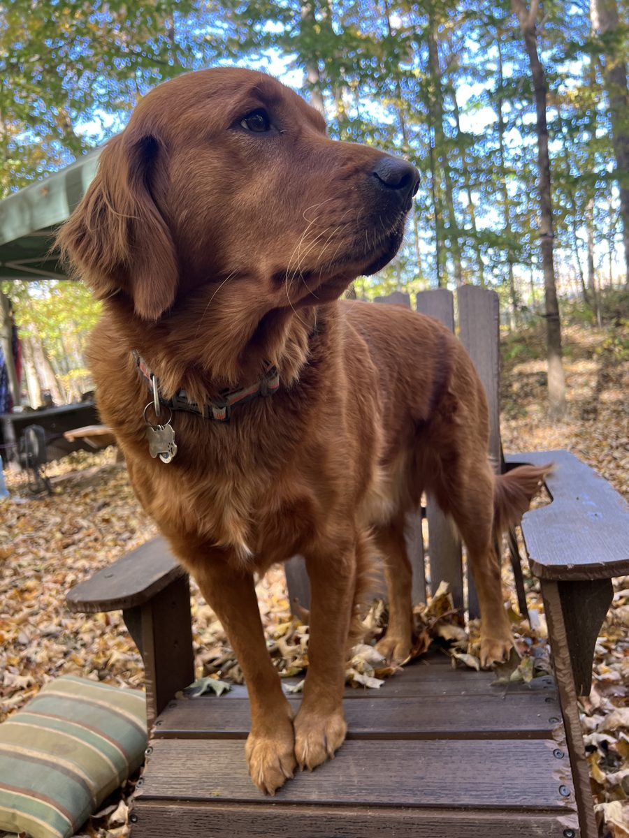 Shelby standing on an Adirondack chair in the woods