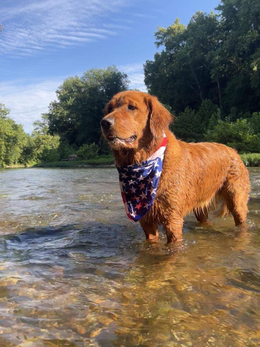 Shelby wading in a river in a star bandana