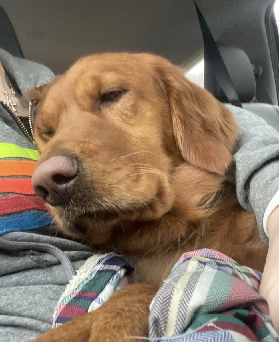 Shelby resting her head on a lap