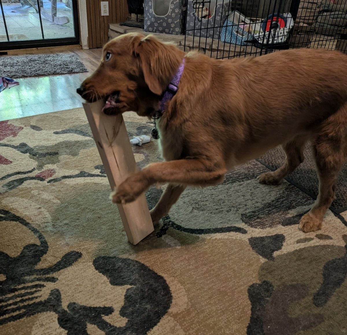 Subi carrying a board across the rug
